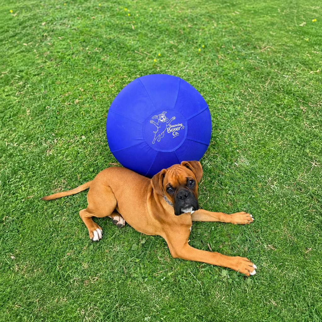 The Boxer Ball