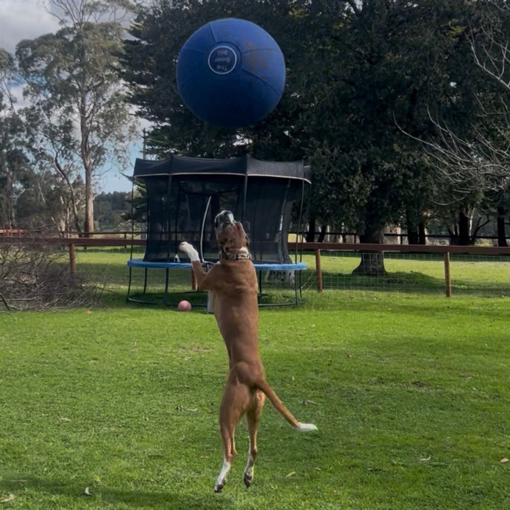Boxer dog jumping to catch the Bouncing Boxer Co Boxer Ball in backyard