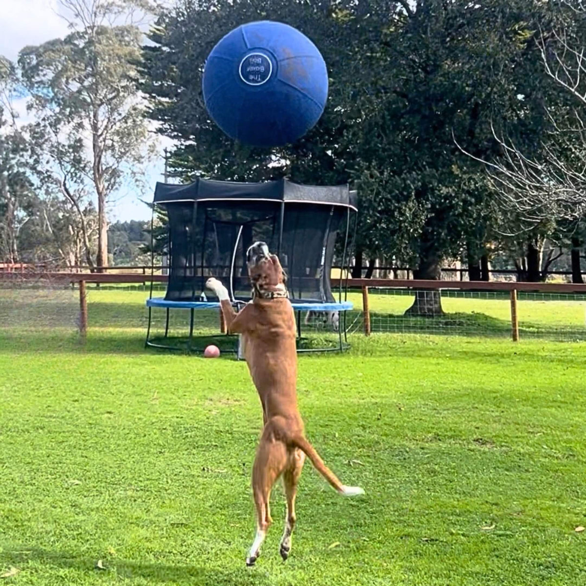 Boxer dog jumping to catch the Bouncing Boxer Co Boxer Ball mid-air in backyard
