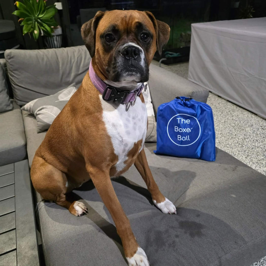 Bouncing Boxer Co Boxer Ball drawstring bag – Boxer dog sitting next to the blue carry bag on a sofa