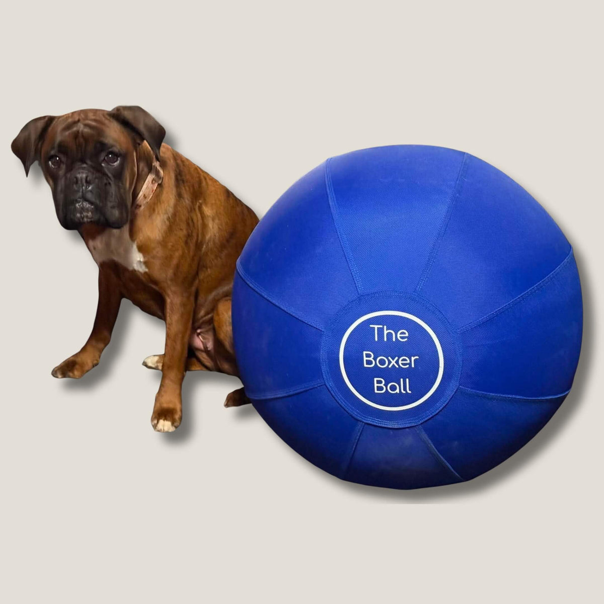 Boxer dog sitting next to The Boxer Ball on a cream background – Bouncing Boxer Co