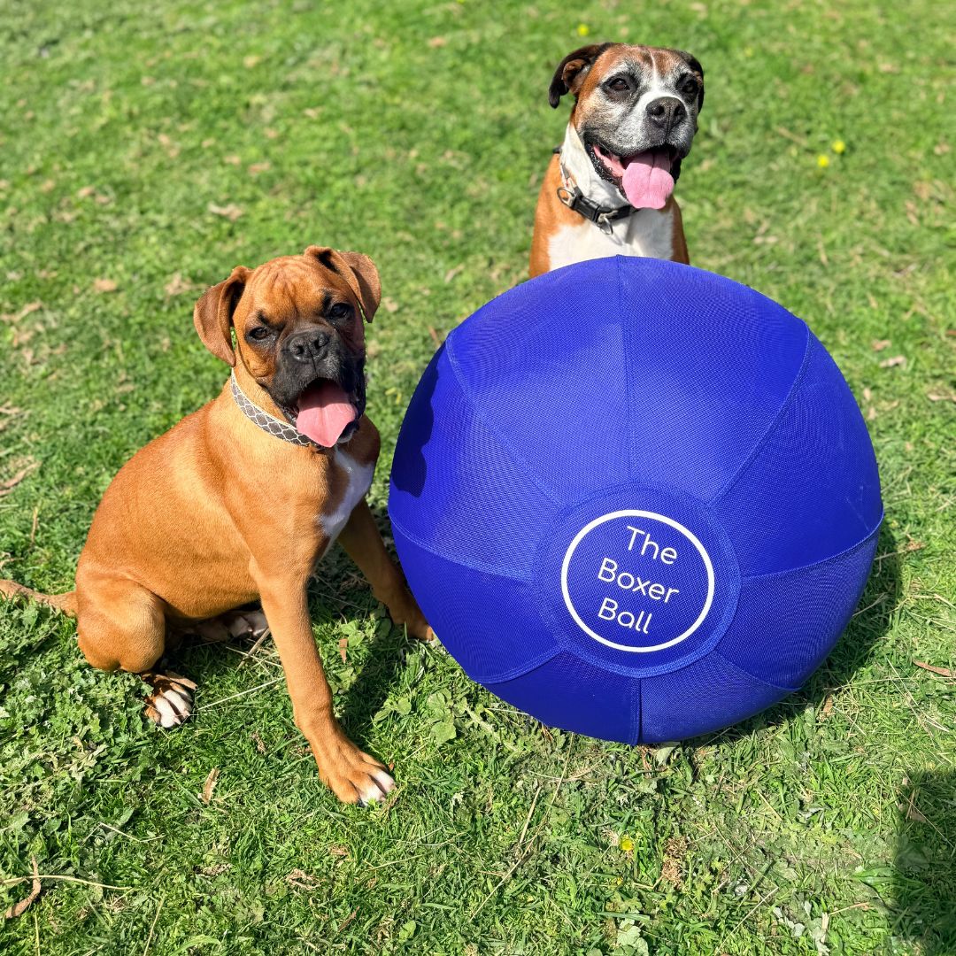 Two Boxer dogs sitting next to the Bouncing Boxer Co Boxer Ball on grass