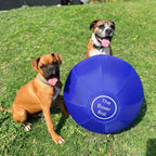 Two Boxer dogs sitting next to the Bouncing Boxer Co Boxer Ball on grass